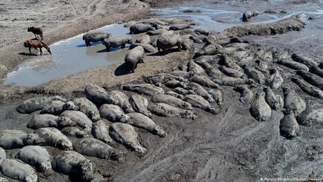 CLIMATE: EL Nino puts Africa at risk of drought and floods | DURABILITES | Scoop.it
