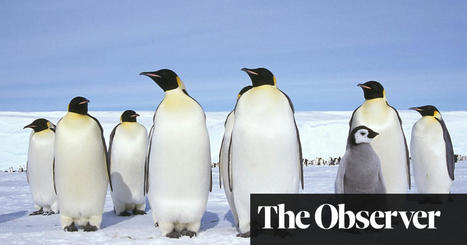 ‘Simply mind-boggling’: world record temperature jump in Antarctic raises fears of catastrophe | Climate crisis | The Guardian | Coastal Restoration | Scoop.it