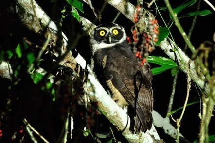 Wildlife in the Cayo District | Cayo Scoop!  The Ecology of Cayo Culture | Scoop.it