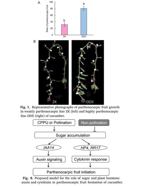 Sugars enhance parthenocarpic fruit formation in cucumber by promoting auxin and cytokinin signaling | Plant hormones (Literature sources on phytohormones and plant signalling) | Scoop.it