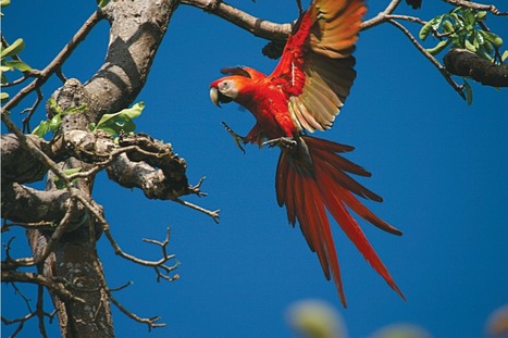 Audubon Ecotourism in Belize | Cayo Scoop!  The Ecology of Cayo Culture | Scoop.it