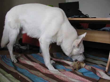 Rouske | 1Uutiset - Lukemisen t&auml;hden | Scoop.it