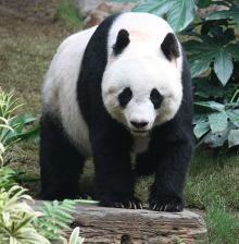 Finally Recovering From Google Panda Update | Webologist | Google Penalty World | Scoop.it