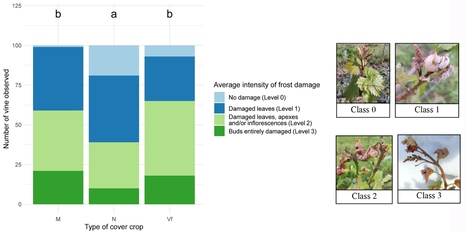Impact assessment of cover crops on the risk of frost in the Anjou vineyard - IVES Technical Reviews, vine and wine | Pour innover en agriculture | Scoop.it
