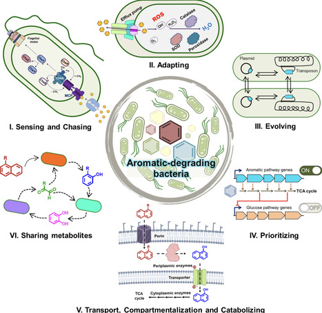The Arsenal of Aromatic Degrading Bacteria: How They Sense, Chase, Adapt and Destroy Environmental Pollutants | mbt | RMH | Scoop.it