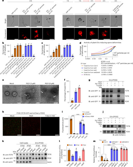 Nat Microbiol: Phytophthora targets plant extracellular vesicles to promote infection (2026) | Publications from The Sainsbury Laboratory | Scoop.it