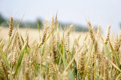 [Article] Breeding Strategies to Enhance Drought Tolerance in Crops | SCIENCES DU VEGETAL | Scoop.it