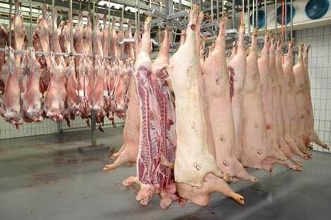 Vigilance et protection accrue dans les abattoirs du Puy-de-Dôme - Ambert (63600) | La Gazette des abattoirs | Scoop.it