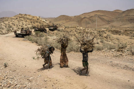 AFRIQUE : Le spectre de la famine de retour en Ethiopie : « La vie des habitants est indescriptible au Tigré » | CIHEAM Press Review | Scoop.it