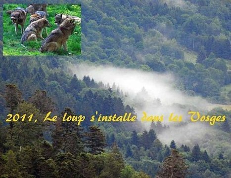 LE RETOUR DU LOUP DANS LES VOSGES | Pastoralisme Ours Loups Lynx | Scoop.it