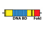 Addgene: Golden Gate TALEN Kit | TAL effector science | Scoop.it