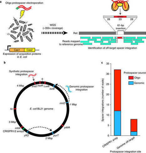 Spontaneous CRISPR loci generation in vivo by non-canonical spacer integration | RMH | Scoop.it