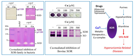 Discriminating Susceptibility of Xanthine Oxidoreductase Family to Metals | I2BC Paris-Saclay | Scoop.it