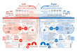 Left vs Right | P O C: Présentation Originale des Connaissances | Scoop.it