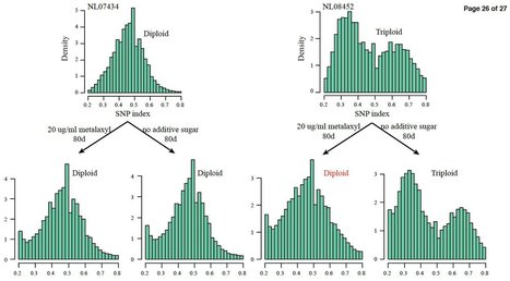 MPMI: Changing ploidy as a strategy; the Irish potato Famine pathogen shifts ploidy in relation to its sexuality (2016) | Plant Pathogenomics | Scoop.it