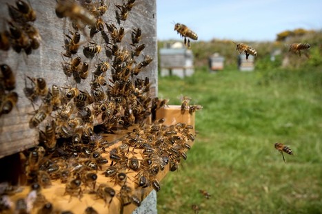 Agriculture : comment la biodiversité peut-elle remplacer les pesticides ? | Biodiversité | Scoop.it