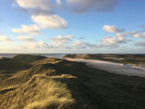 Strengthening Europe’s sand dunes | Biodiversité | Scoop.it