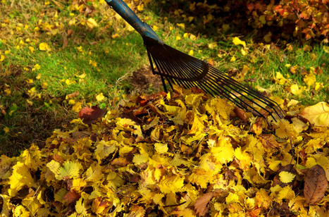 Capsule verte : Jardiner écolo, même l’automne | Les Colocs du jardin | Scoop.it
