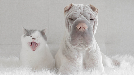 How to Collaborate with People You Don’t Like | Teaching Interpersonal Communication in a Business Communication Course | Scoop.it