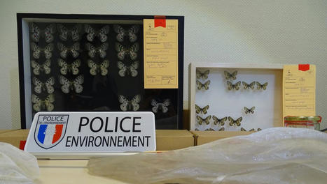 Toulouse : un homme condamné pour un important trafic de papillons dont des espèces rares et protégées | Droit | Scoop.it