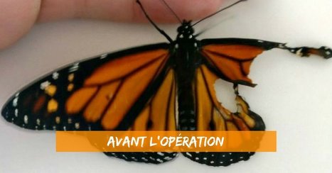 Romy McCloskey a réparé l'aile d'un papillon Monarque | Variétés entomologiques | Scoop.it