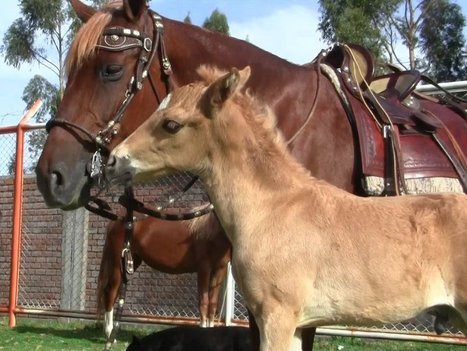 &Aacute;ncash: los caballos de paso peruano en Huasta - Radio Programas del Per&uacute; | Caballo, Caballos | Scoop.it