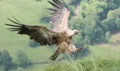 Les vautours attaquent : six brebis mortes à Ainharp - LaRépubliquedesPyrénées | Pastoralisme Ours Loups Lynx | Scoop.it