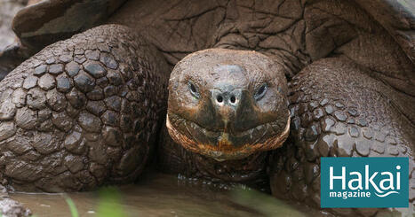 The Slow-Motion Destruction of Tortoises’ Slow-Motion Migration | Soggy Science | Scoop.it