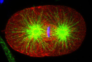 Multiple Sclerosis Research: Signalling Remyelination | Scl&eacute;rose en Plaques | Scoop.it
