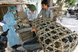Reinforcing control efforts amid outbreak of avian influenza in China | ASIES | Scoop.it
