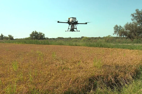 "Ce doit &ecirc;tre l'agriculture de demain". Projet Rizilience : comment la Camargue exp&eacute;rimente l'agro&eacute;cologie pour fertiliser naturellement ses rizi&egrave;res et sauver cette culture - France 3 r&eacute;gions | Pour innover en agriculture | Scoop.it