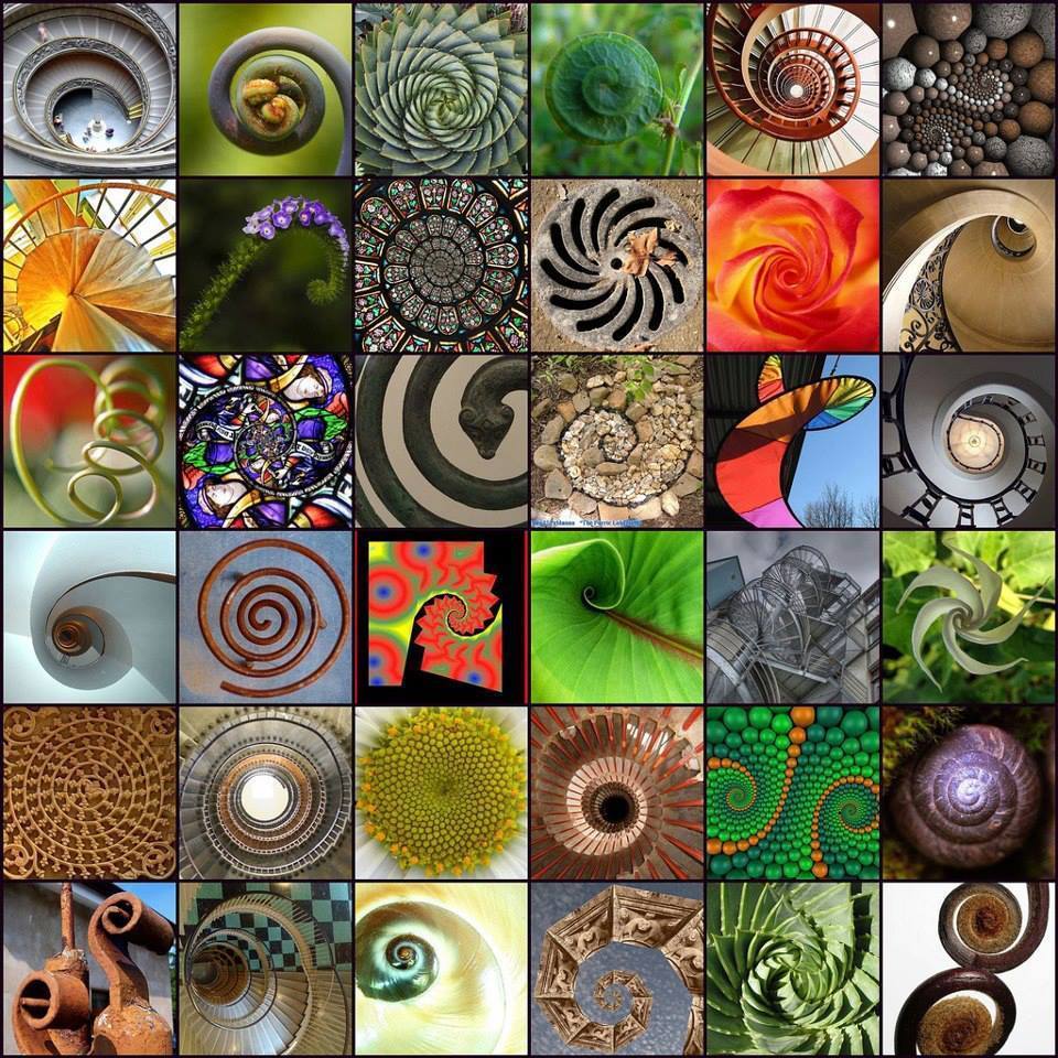 Nature's Art: Universal Spirals and Fibonacci