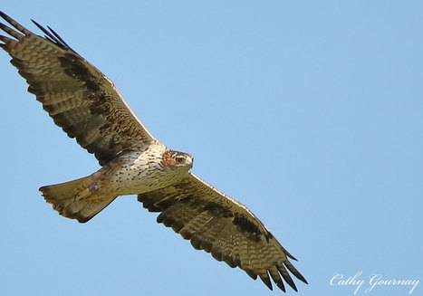 Pour les Aigles de Bonelli espagnols, les périodes de congés ne sont pas des vacances | Biodiversité | Scoop.it