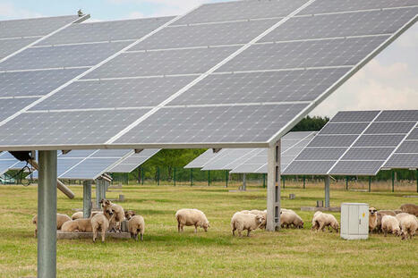 Une étude révèle un duo gagnant : moutons et panneaux solaires, “un potentiel immense” | Energies Renouvelables | Scoop.it