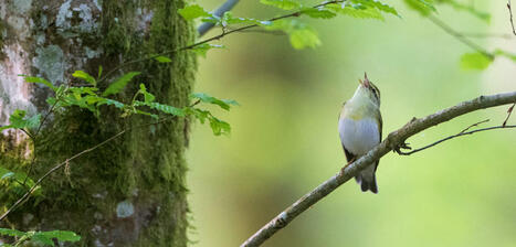 Écouter les paysages forestiers | Biodiversité | Scoop.it