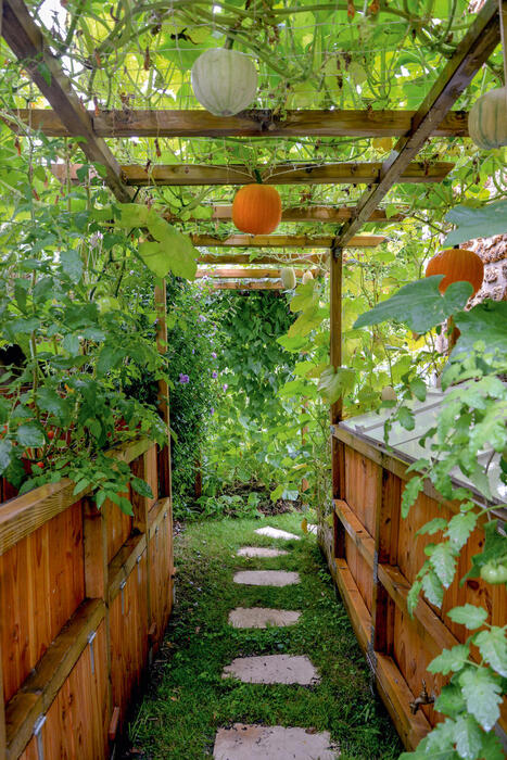 Les plantes grimpantes au potager : une cascade de b&eacute;n&eacute;fices | ESPACES VEGETALISES URBAINS | Scoop.it