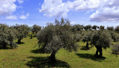 Extremadura Bucks the Trend of Below-Average Harvests in SPAIN | CIHEAM Press Review | Scoop.it