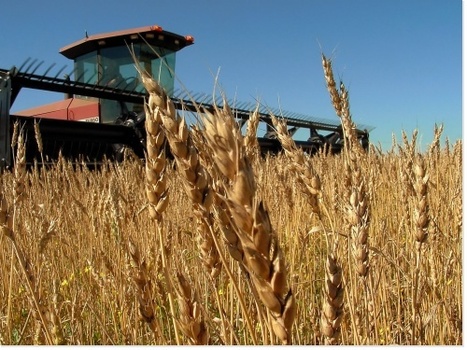 2013-Freins et leviers &agrave; la diversification des cultures. Etude au niveau des exploitations agricoles et des fili&egrave;res | SCIENCES DU VEGETAL | Scoop.it