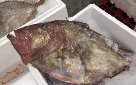 La criée de Lorient accueille les poissons du Maroc | HALIEUTIQUE MER ET LITTORAL | Scoop.it
