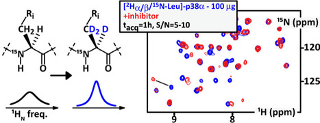 100 ug of kinase are now enough for its residue-scale NMR characterization | I2BC Paris-Saclay | Scoop.it