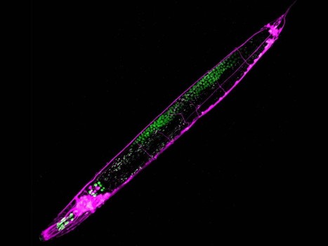 New mechanism of inheritance could advance study of evolution, disease treatment | Genetics - GEG Tech top picks | Scoop.it