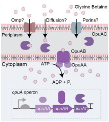 Engineering a gut bacterium depleted in industrialized microbiomes to survive malabsorption | brvbe | RMH | Scoop.it
