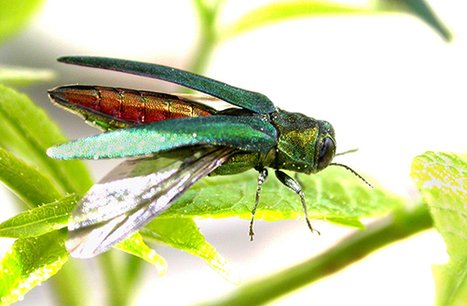 Emerald ash borer makes long-dreaded appearance in Maine, but not where it was expected | Timberland Investment | Scoop.it
