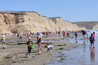 New citizen-science project has been launched to collect data on Marin's coast | Coastal Restoration | Scoop.it