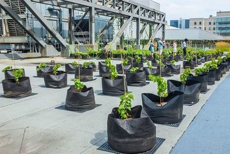 Montréal. Cultiver les toits verts | Les Colocs du jardin | Scoop.it