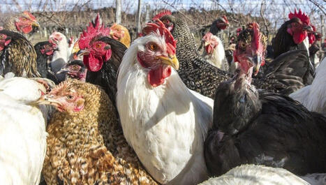 Consommation d'&oelig;ufs en France&nbsp;: un record qui interroge sur le bien-&ecirc;tre animal | Plan&egrave;te DDurable | Scoop.it