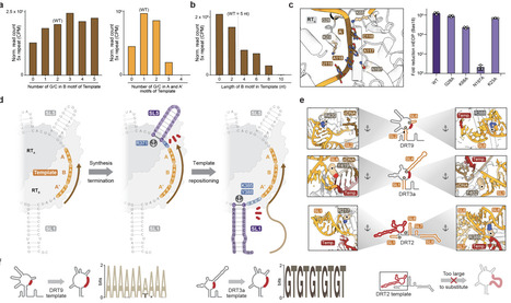 Mechanism of tandem-repeat DNA synthesis by an antiviral reverse transcriptase | brvbe | RMH | Scoop.it