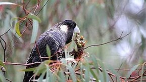 Australian Heatwaves to Hit Wildlife Hard | CLIMATE CHANGE WILL IMPACT US ALL | Scoop.it