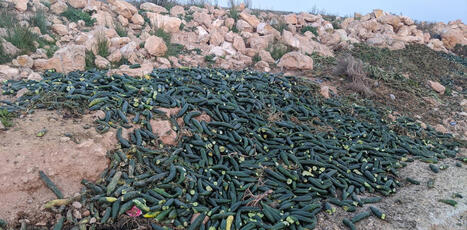 En Espagne, des milliers de tonnes de fruits et l&eacute;gumes ne sont jamais r&eacute;colt&eacute;es et pourrissent dans les champs | Revue de presse du Centre de doc | Scoop.it