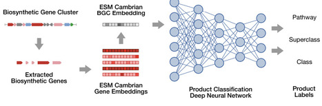 Fine-Grained Structural Classification of Biosynthetic Gene Cluster-Encoded Products | brvai | RMH | Scoop.it
